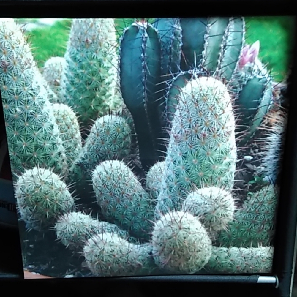 Wall art 🌵 Cactus photo print over frame.11 x 11”
